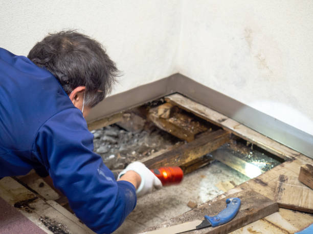 Best Bathroom Mold Remediation in Greencastle, IN