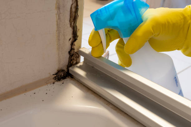 Best Insurance-Related Mold Remediation in Greencastle, IN